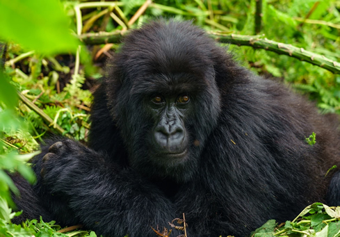 gorilla trekking in Bwindi forest