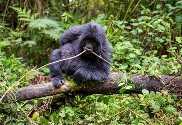 juvinile gorilla in Bwindi forest