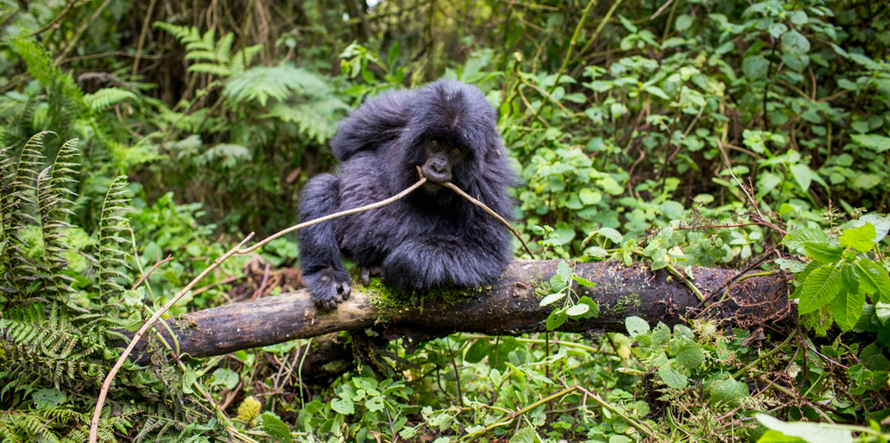 juvinile gorilla in Bwindi forest